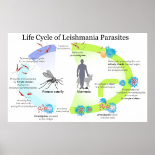 Life Cycle of Parasites from Genus Leishmaniasis Poster