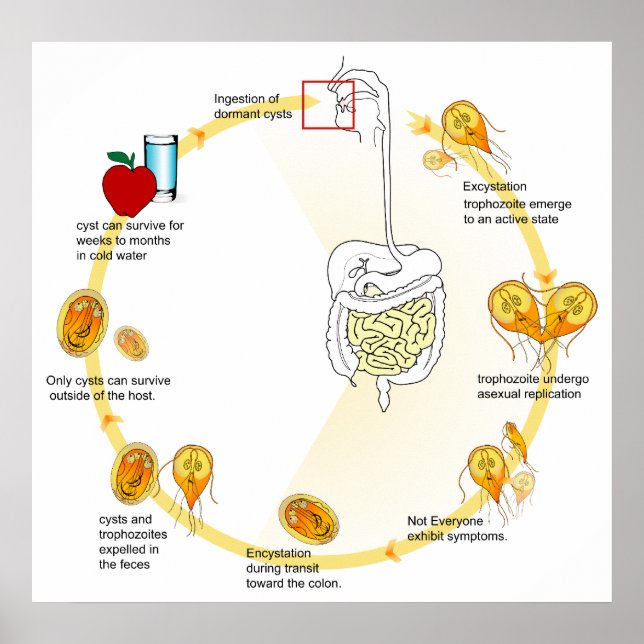 Life Cycle of the Parasite Giardia Lamblia Diagram Poster (Front)
