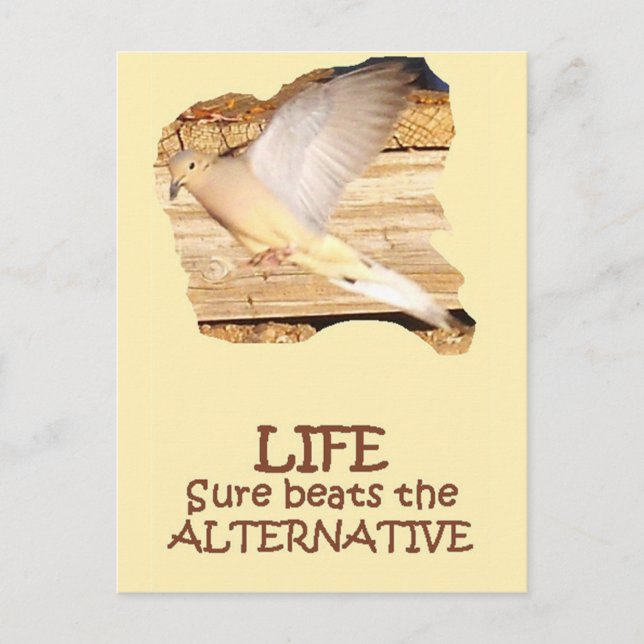 LIFE--Flying Dove Postcard (Front)