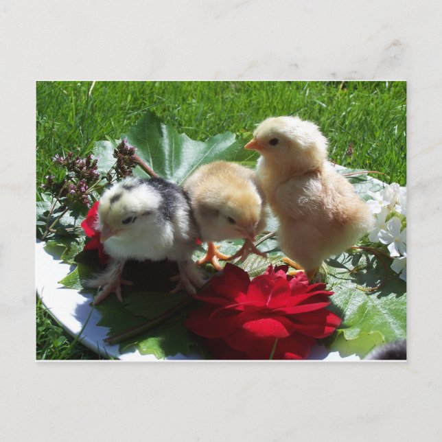 life funny litle birds postcard (Front)