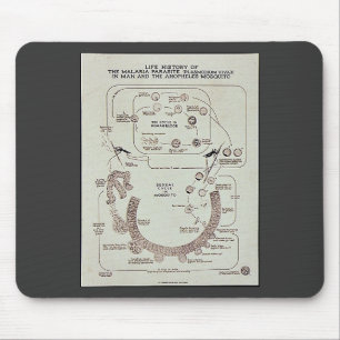 Life History Of The Malaria Parasite Plasmodiume V Mouse Mat