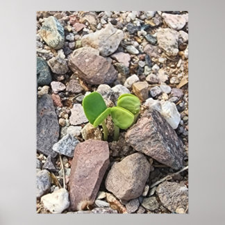 Life in the Rocks Photo Poster
