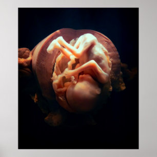 LIFE in the WOMB Poster
