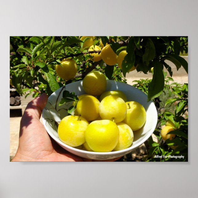 Life is a Bowl of Plums Poster (Front)