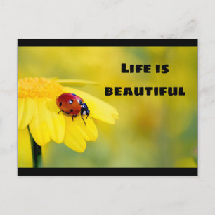 Life is beautiful - Ladybug Postcard