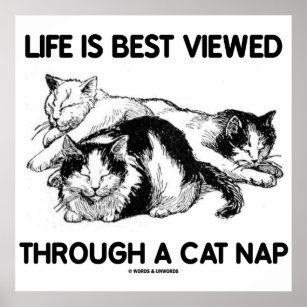 Life Is Best Viewed Through A Cat Nap (Three Cats) Poster