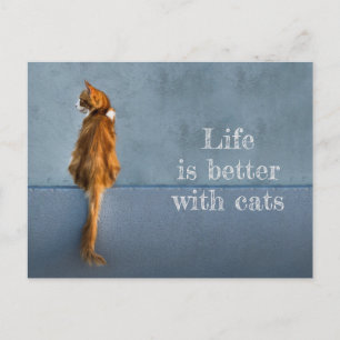 Life Is Better With Cats / Maine Coon Photo Postcard