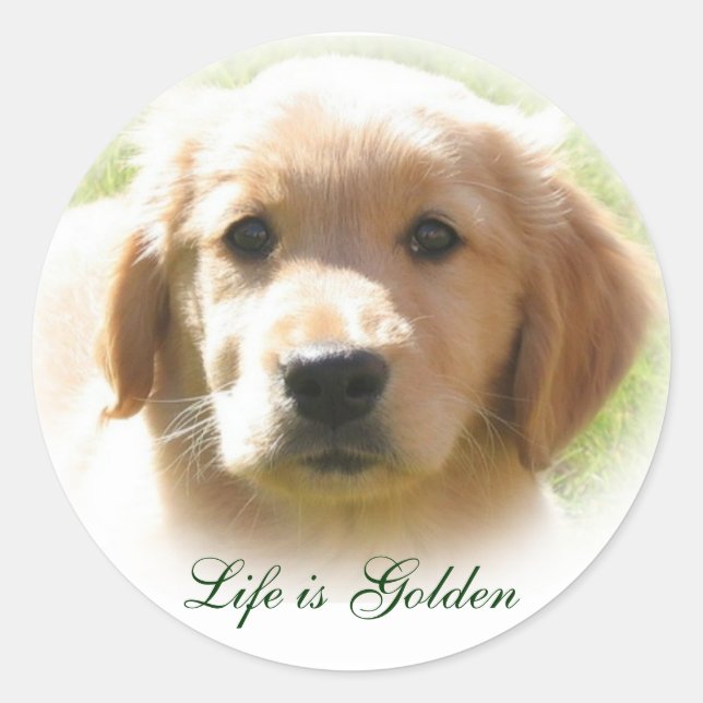 Life is Golden Dog Pet Classic Round Sticker (Front)