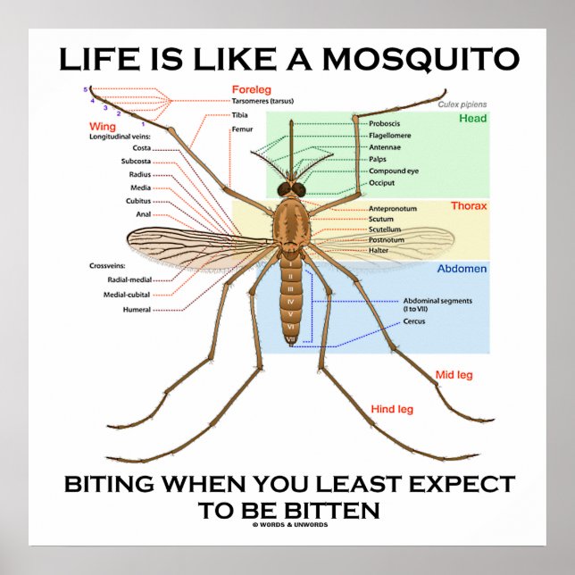 Life Is Like A Mosquito Biting Least Expect Bitten Poster (Front)