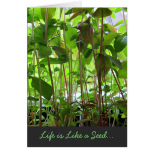 Life is Like a Seed adjustable Text