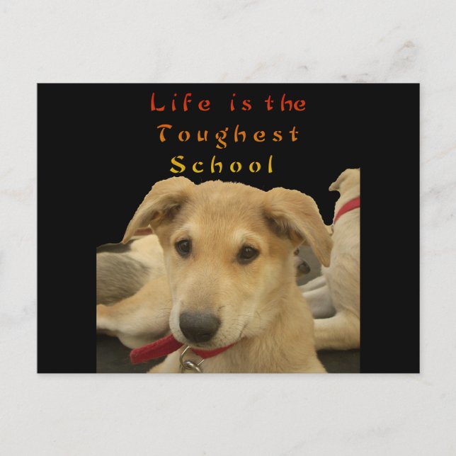 "Life is the Toughest School" Dog Art Print Postcard (Front)