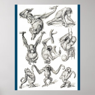 Life of a Young Orangutan Poster