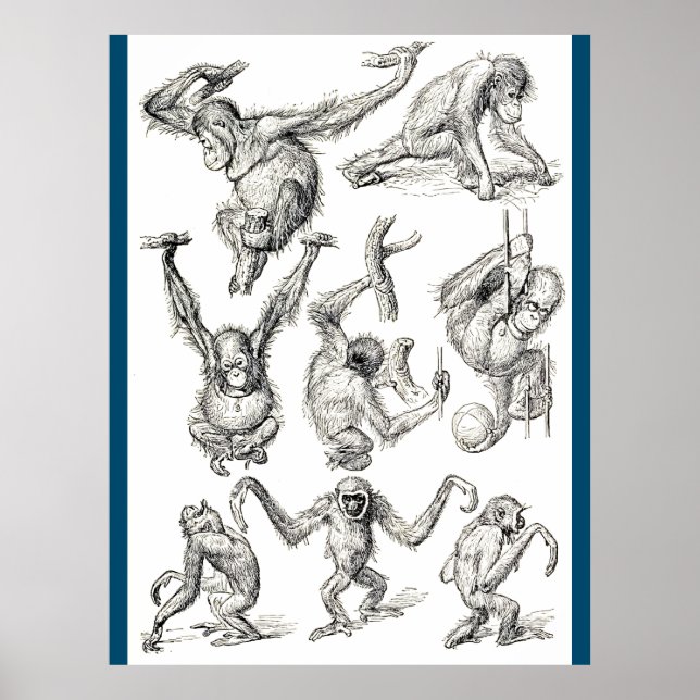 Life of a Young Orangutan Poster (Front)