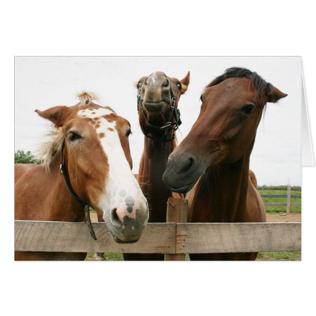 Life of the party (Front Horizontal)