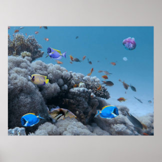 Life on the Coral Reef – Coral Bleaching Poster