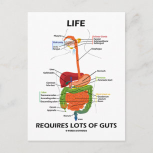 Life Requires Lots Of Guts (Digestive System) Postcard