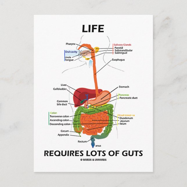Life Requires Lots Of Guts (Digestive System) Postcard (Front)
