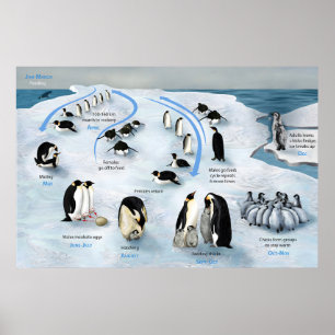 Lifecycle of the Emperor Penguin Poster