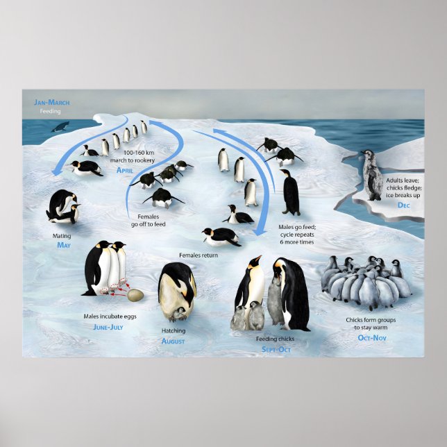 Lifecycle of the Emperor Penguin Poster (Front)