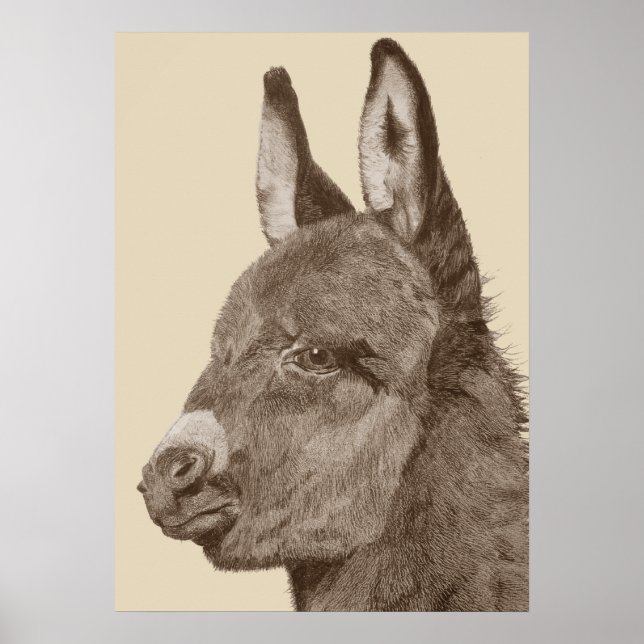 lifelike pencil drawing of cute donkey poster (Front)