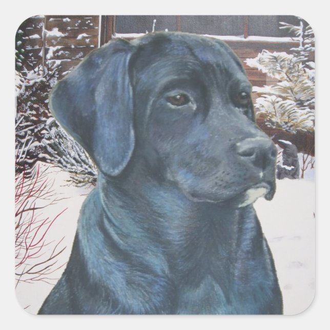 lifelike portrait picture of black labrador dog square sticker (Front)