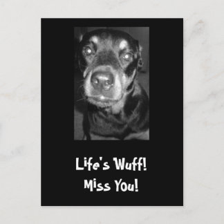 Life's Wuff! Miss You! Postcard