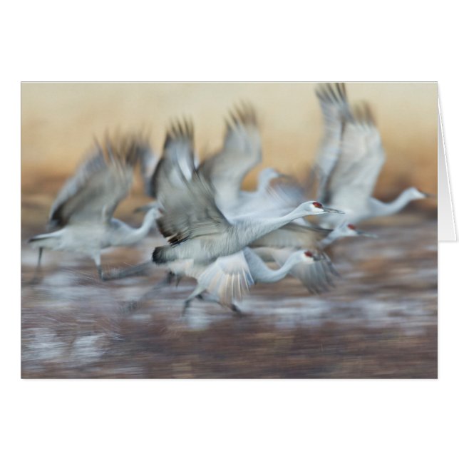 Lift off of Sandhill Cranes. (Front Horizontal)