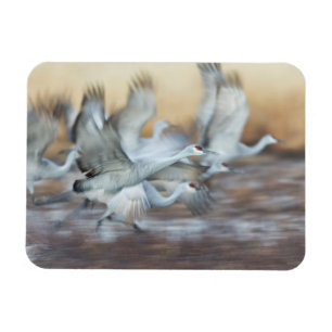 Lift off of  Sandhill Cranes Magnet