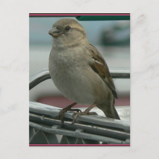 Lifted Love: Cart Bird Postcard