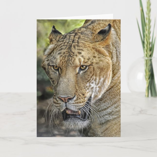 Liger Half Lion Half Tiger Card (Front)