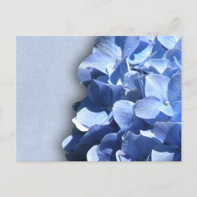 LIght and dark blue hydrangeas Postcard (Front)