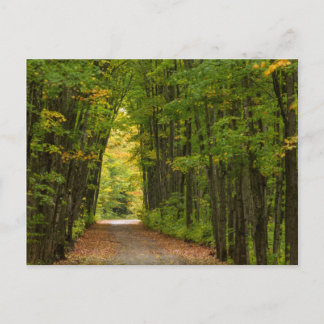 Light At The End Of A Tunnel Of Trees Postcard