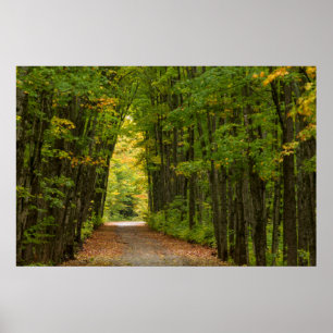 Light At The End Of A Tunnel Of Trees Poster
