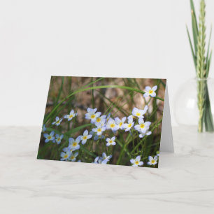 Light Blue and Yellow Flowers Nature Photography Card
