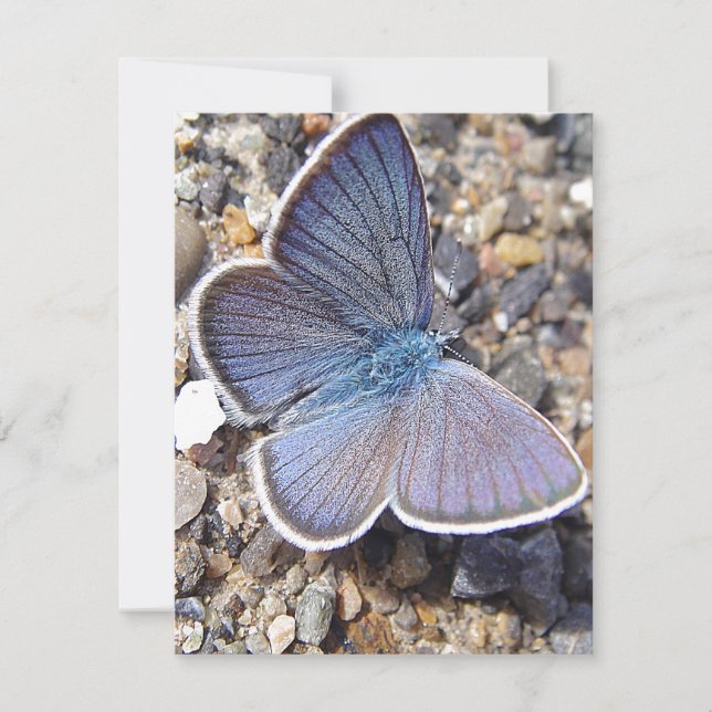 Light blue butterfly (Front)