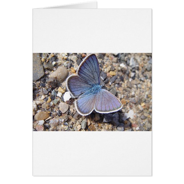 Light blue butterfly (Front)