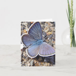 Light blue butterfly note card