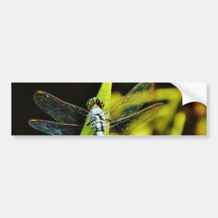 Light Blue Dragonfly Bumper Sticker