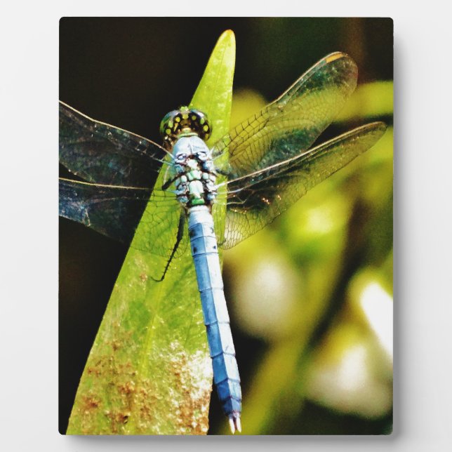 Light Blue Dragonfly Plaque (Front)