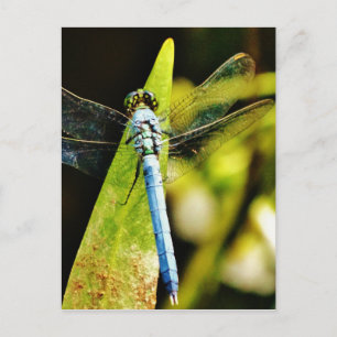 Light Blue Dragonfly Postcard
