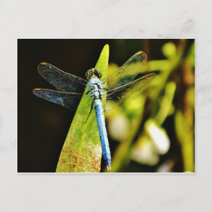 Light Blue Dragonfly Postcard