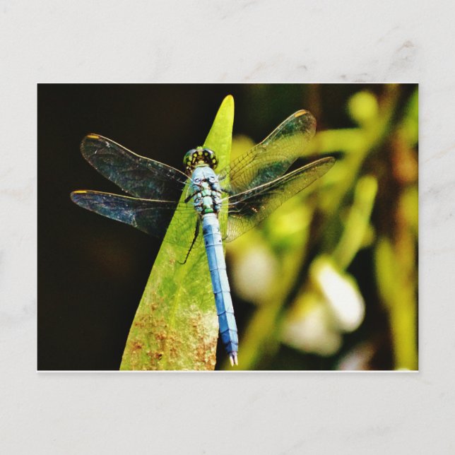 Light Blue Dragonfly Postcard (Front)