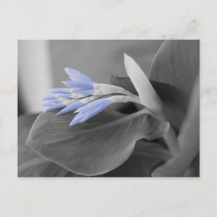 Light Blue Flower Buds Colour Splash Photo Postcard