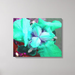 Light Blue Iris Canvas Print
