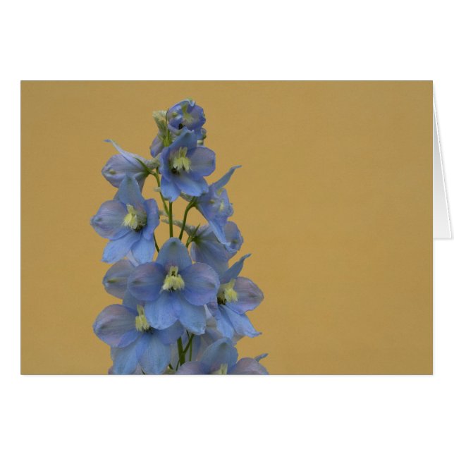 Light-Blue Larkspur (Front Horizontal)