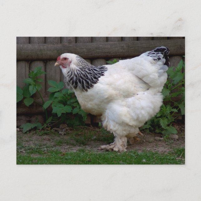 Light Brahma Hen Postcard (Front)