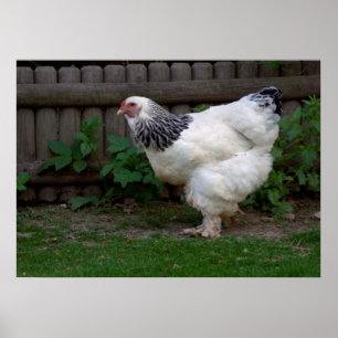 Light Brahma Hen Poster