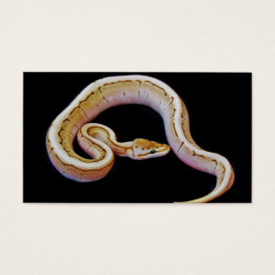 Light Coloured Ball Python