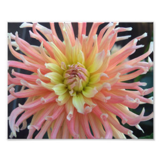 Light Dahlia 10x8 Photo Print
