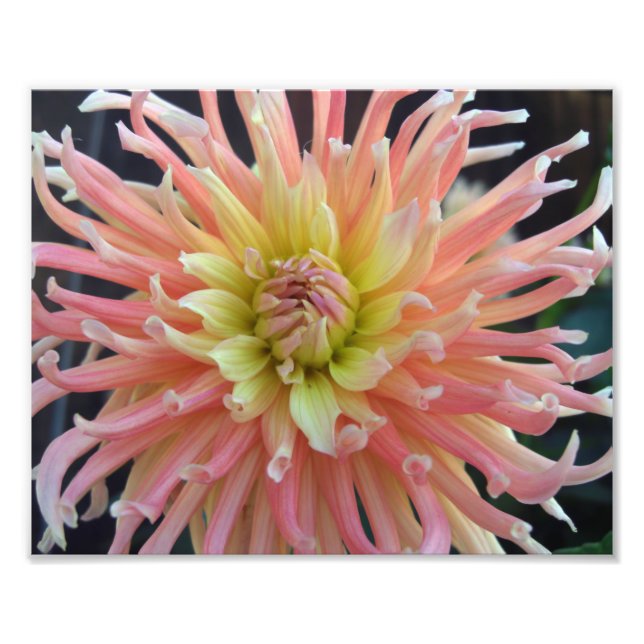 Light Dahlia 10x8 Photo Print (Front)